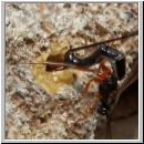 Ephialtes cf manifestator - Schlupfwespe 03a 14mm-fdet03.jpg